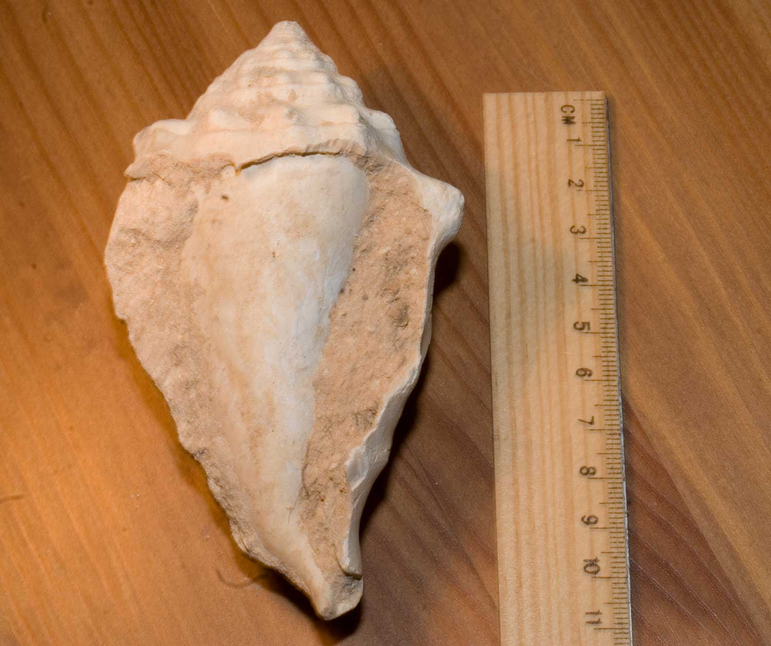 Fossili Tunisini 3